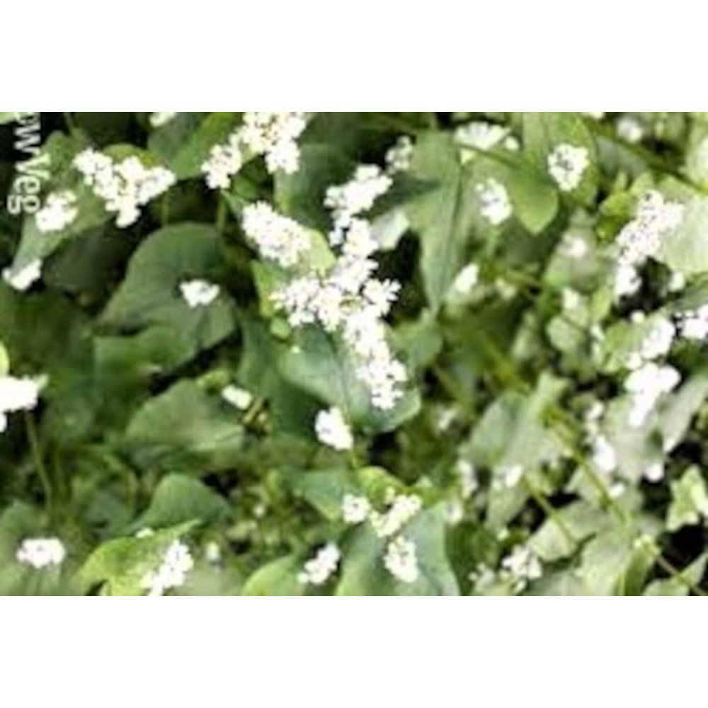 Buckwheat Cover Crop Seed