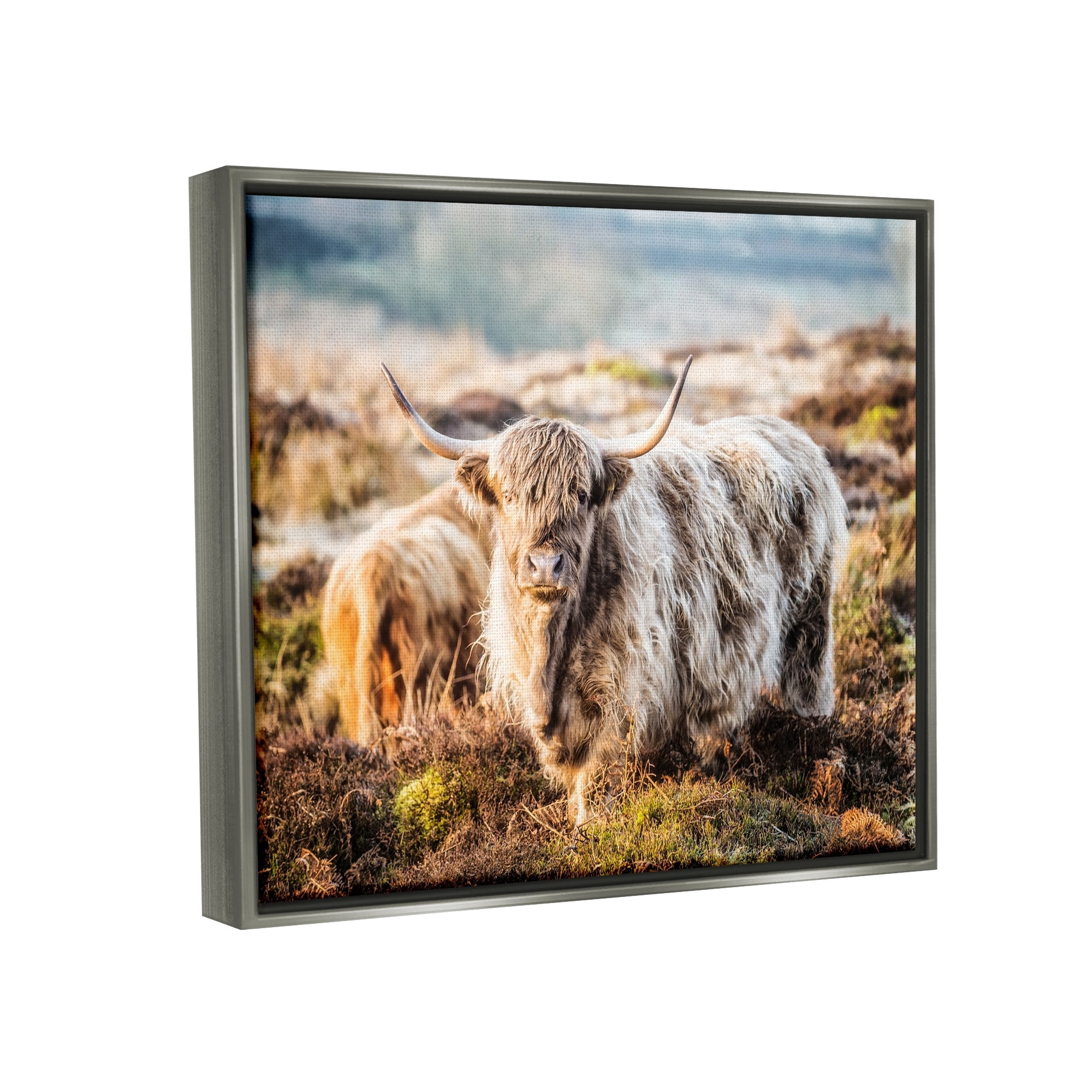 Stupell Industries Pleasant Highland Cattle Grazing Mossy Pasture At Dawn Photograph Luster Gray Floating Framed Canvas Print Wall Art, Design by James Dobson