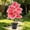 Pink-3B, variant on MMJ Artificial Plants Potted Pink Leaf Tropical Faux with Pot Home Office Desk Decor 22.44in