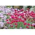 thumbnail image 3 of Seedville 50 Sea Thrift Flower Seeds, Native Maritime Flower, 3 of 11
