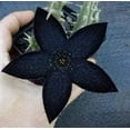 thumbnail image 2 of Stapelia Similis, Similar Stapelia, 4 inch Pot, Black Starfish Flower, Rare Huernia, 2 of 9