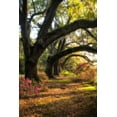 thumbnail image 2 of Head, Danny 17x24 White Modern Wood Framed Museum Art Print Titled - Under the Live Oaks II, 2 of 4