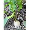 thumbnail image 4 of White Icicle Radish Seeds for Planting, 200+ Heirloom Seeds Per Packet,  Non GMO Seeds, Botanical Name: Raphanus sativus, Great Home Garden Gift, 4 of 7