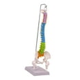 thumbnail image 2 of Modelo de vertebral Hugo Flexible PVC 16,3 cm x 12,5 cm x 50 cm, 2 of 10