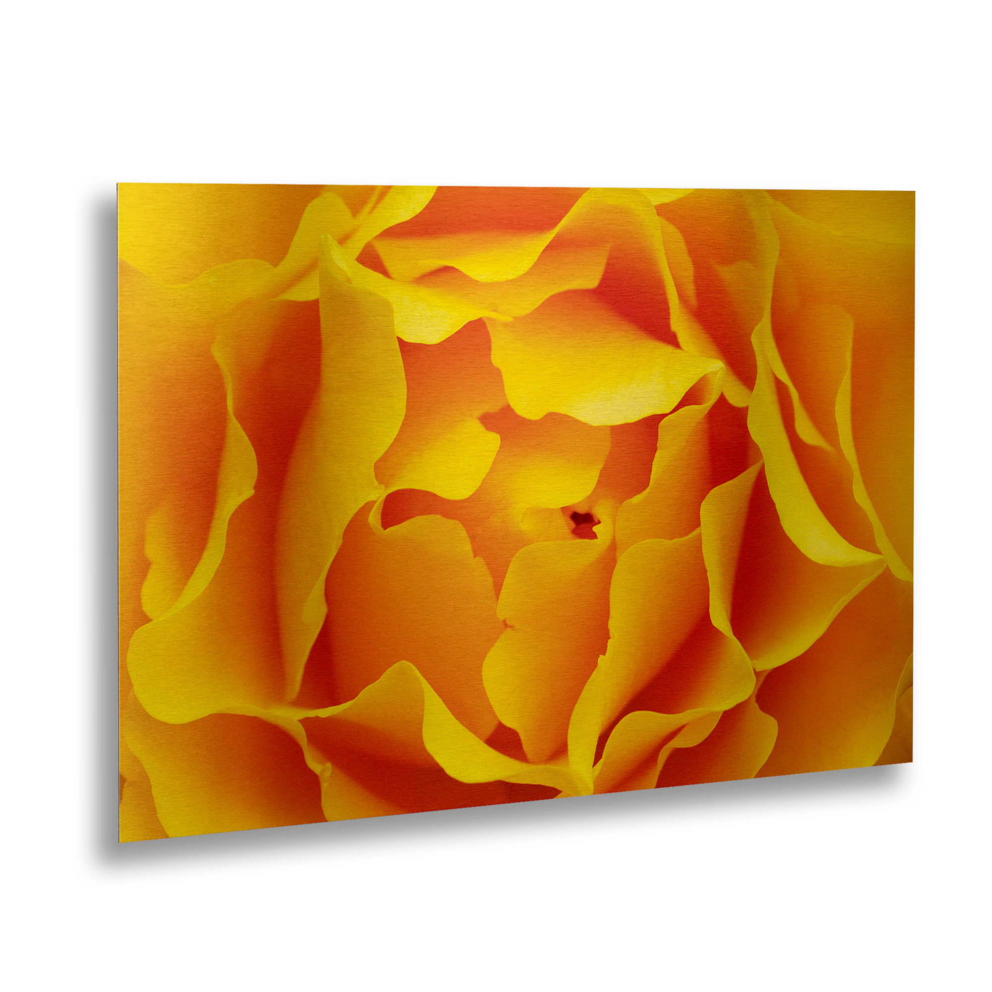 Trademark Fine Art 'Hypnotic Yellow Rose by Kurt Shaffer-Gallery Wrapped 36x47' Brushed Aluminum Wall Art Art by Kurt Shaffer