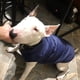 thumbnail image 3 of Bienvenido Chaleco para perro grande transfronterizo otoño/invierno ropa para perros, 3 of 5