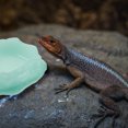 thumbnail image 4 of unbranded De Resina Para Y Comida De Reptiles En Color, 4 of 6