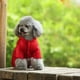 thumbnail image 3 of Ropa de invierno para perros, mono, cachorro, pomerania, caniche, bichón, schnauzer, corgi galés, ropa para perros, disfraz, abrigo para mascotas, atuendo, prenda, 3 of 5