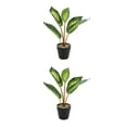 thumbnail image 2 of Wosthever Plantas falsas en macetas de tortuga, hojas artificiales de bajo mantenimiento para oficina en el hogar, amigable con la piel Type5 NO5, 2 of 6