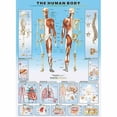thumbnail image 4 of The Human Body 1000-Piece Puzzle, 4 of 4