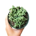 thumbnail image 3 of Corpuscularia Lehmannii Ice Plant Succulent&nbsp;(4 inch), 3 of 3