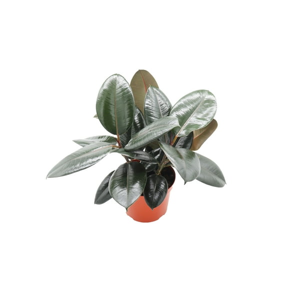Burgundy Rubber Tree - 6’’ from California Tropicals