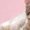 Pink, variant on Baby Unisex I Need Milk Cuddles And Nap Funny Rompers Newborn Baby Bodysuits Infant Jumpsuits Kids Cotton Animal Cat Graphic One-Piece Outfits