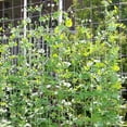 thumbnail image 5 of Willstar 15/30FT Grow Trellis Netting - Plant Support Grow Tent Garden Mesh Net Polyester, 5 of 10