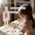 thumbnail image 2 of Human Body Structure Model, DIY Assembled Human Torso Skeleton Anatomy Figure Science Teaching Model STEM Toys for Kids, 2 of 5