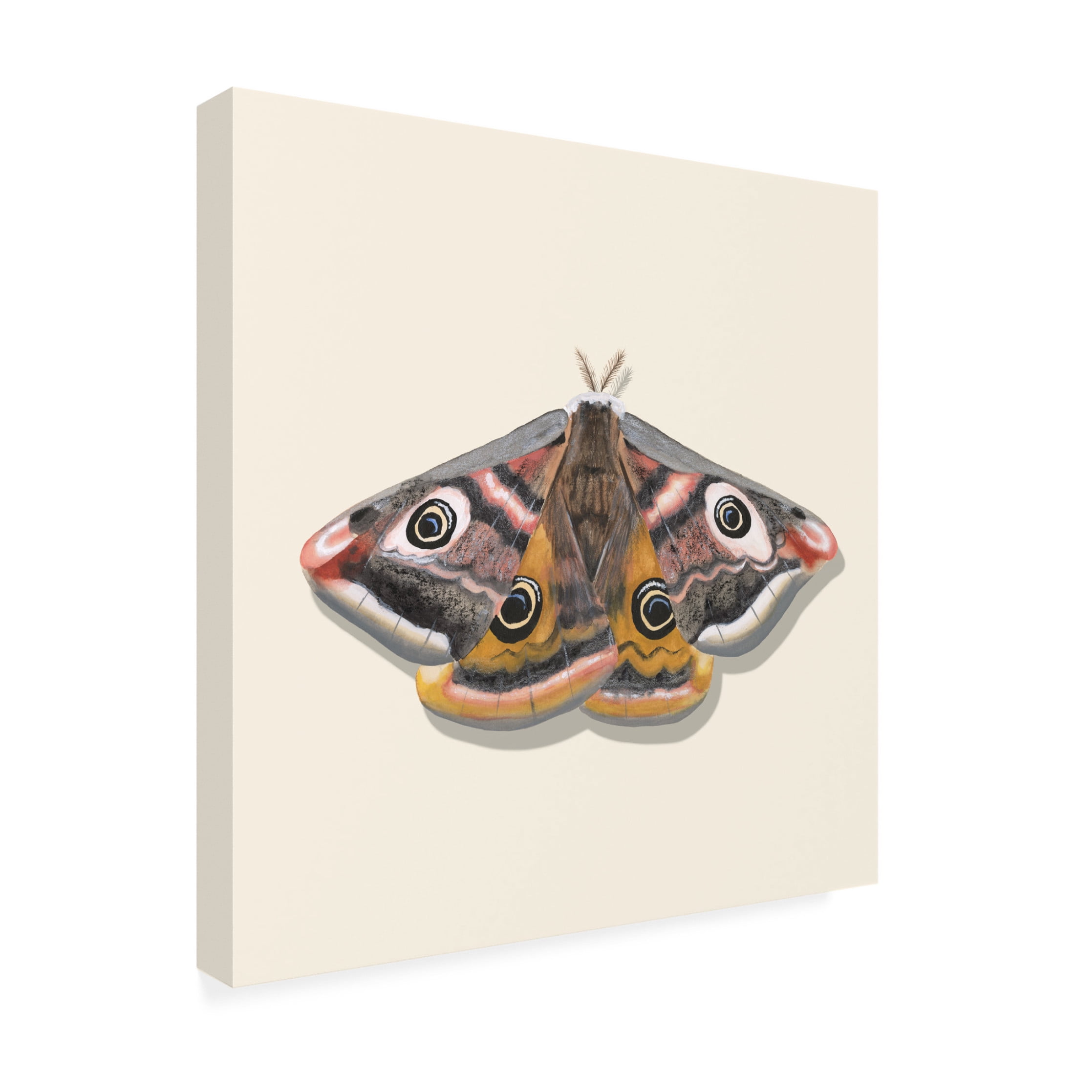 Canvas Wall Art - Michael Willett 'Watercolor Moths I' Wall Art for Living Room, Bedroom, or Office Décor by Trademark Fine Art - 35 x 35 Inches