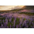 thumbnail image 2 of Head, Danny 32x23 Black Ornate Wood Framed with Double Matting Museum Art Print Titled - Field of Lupines, 2 of 4