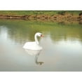thumbnail image 4 of Flambeau Pond Swan Decoy,36 In. L,18 In. W 5889LO, 4 of 5