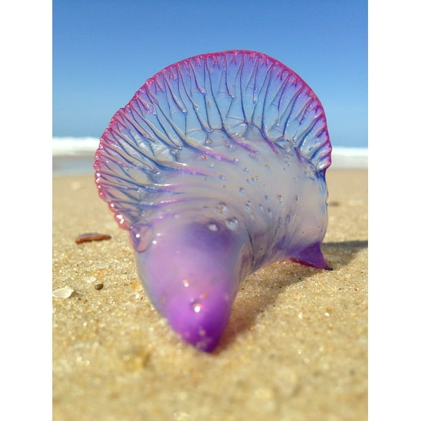 Laminated Poster Mar Dangerous Jellyfish Brazil Sand Cearaƒae A A Aƒa Nbsp A A A Aƒae A A Nbsp Aƒa A A Sa A A Za Aƒae A A Aƒa A A Sa A A Aƒae A A A Aƒa Sa A Beach Poster Print X 30 Walmart Com Walmart Com