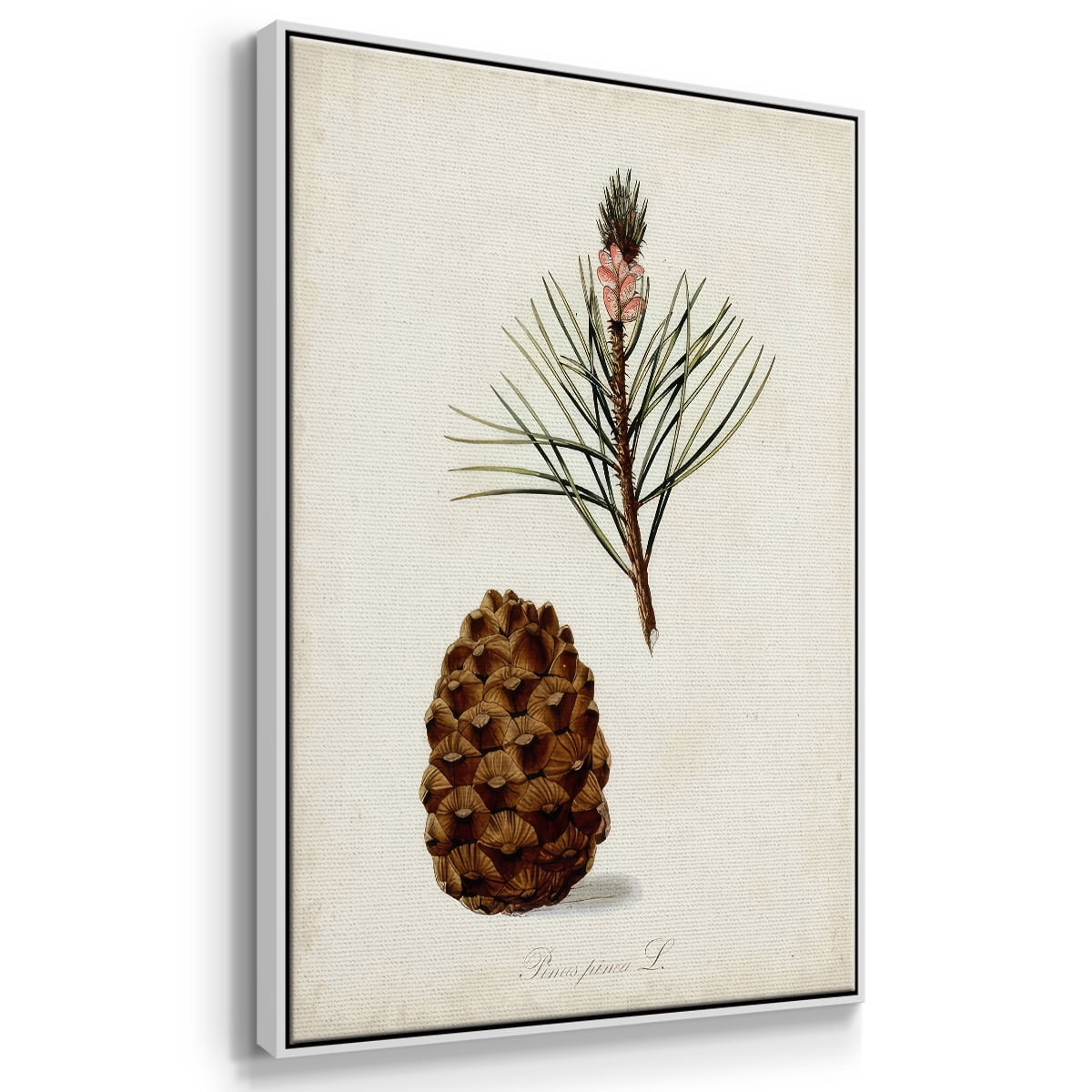 Antique Tree Study V - Framed Gallery Wrapped Holiday Canvas - 17 x 25 - White Frame