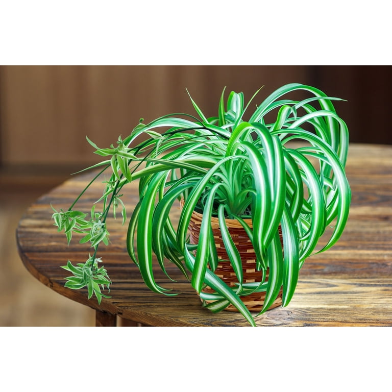 plastic plant pots with drainage holes Mintra Garden - 8.5in Round Garden Pot
