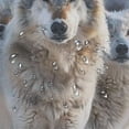 thumbnail image 5 of Orinice Wolves Snow Wildlife Bathroom Decor Set with Hooks, Colorful Luxurious Graphic Print Polyester Fabric Shower Curtain for Home Bathtubs 36x72, 5 of 7