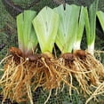 thumbnail image 2 of Iris, Low Maintenance - Easy Grow - Ideal for Beds Borders, Plant Pots & Planters, 2 of 2
