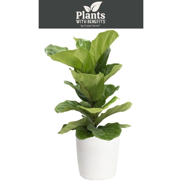 Plants with Benefits Live Green Fiddle Leaf Fig Plant in 10in. Dcor Pot