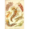 thumbnail image 2 of Art.com Nudibranch Gastropod Mollusks Stretched Canvas Print Wall Art by Ernst Haeckel, 16" x 24", 2 of 4