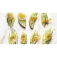 thumbnail image 5 of TomorrowSeeds - Florence Fennel Seeds - 500+ Count - For 2026 Planting USA Garden Vegetable Anise, 5 of 11