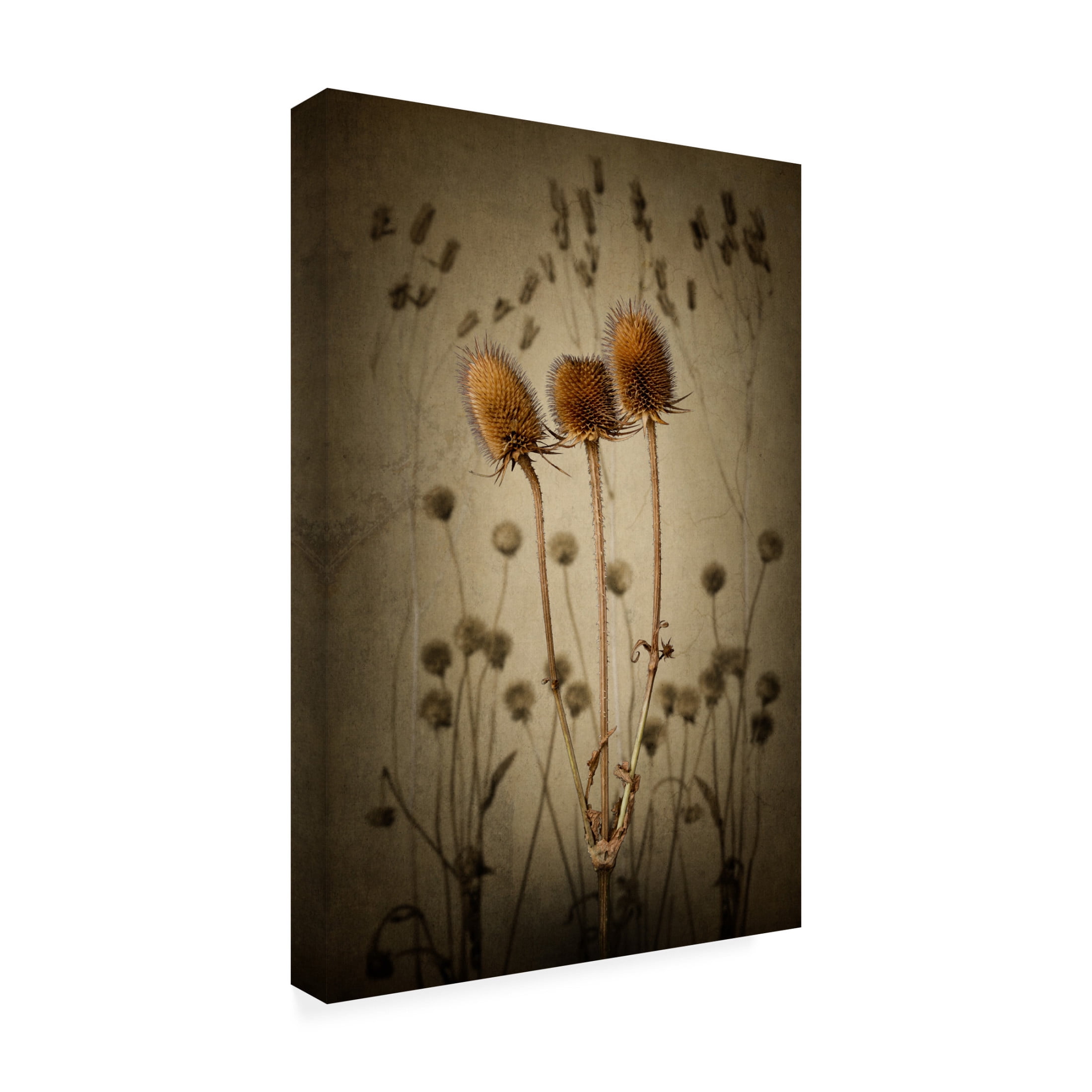 Canvas Wall Art - Rob Olivier 'Teasel' Wall Art for Living Room, Bedroom, or Office Décor by Trademark Fine Art - 30 x 47 Inches