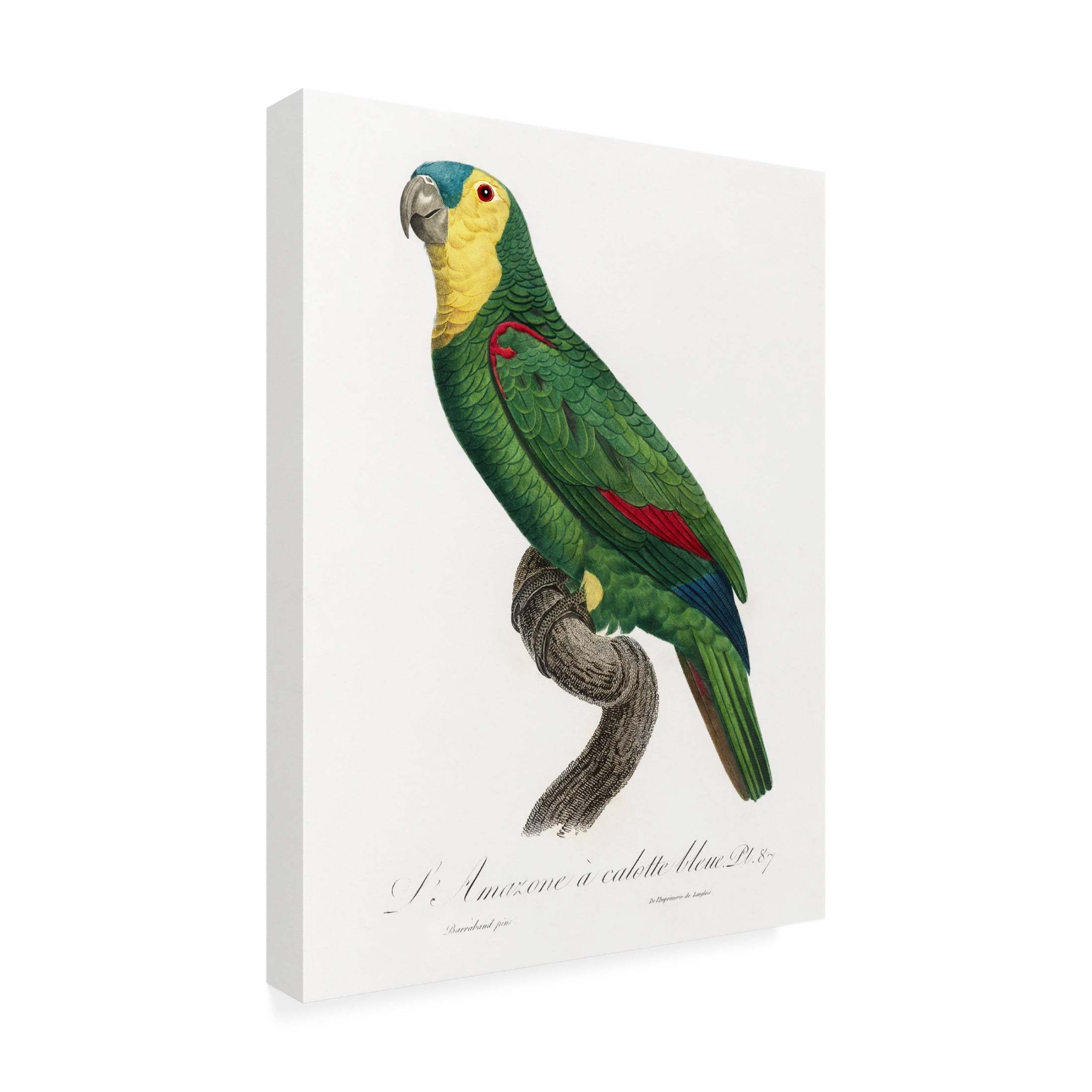 Trademark Fine Art Francois Levaillant Levaillant Parrot IV Canvas Wall Art