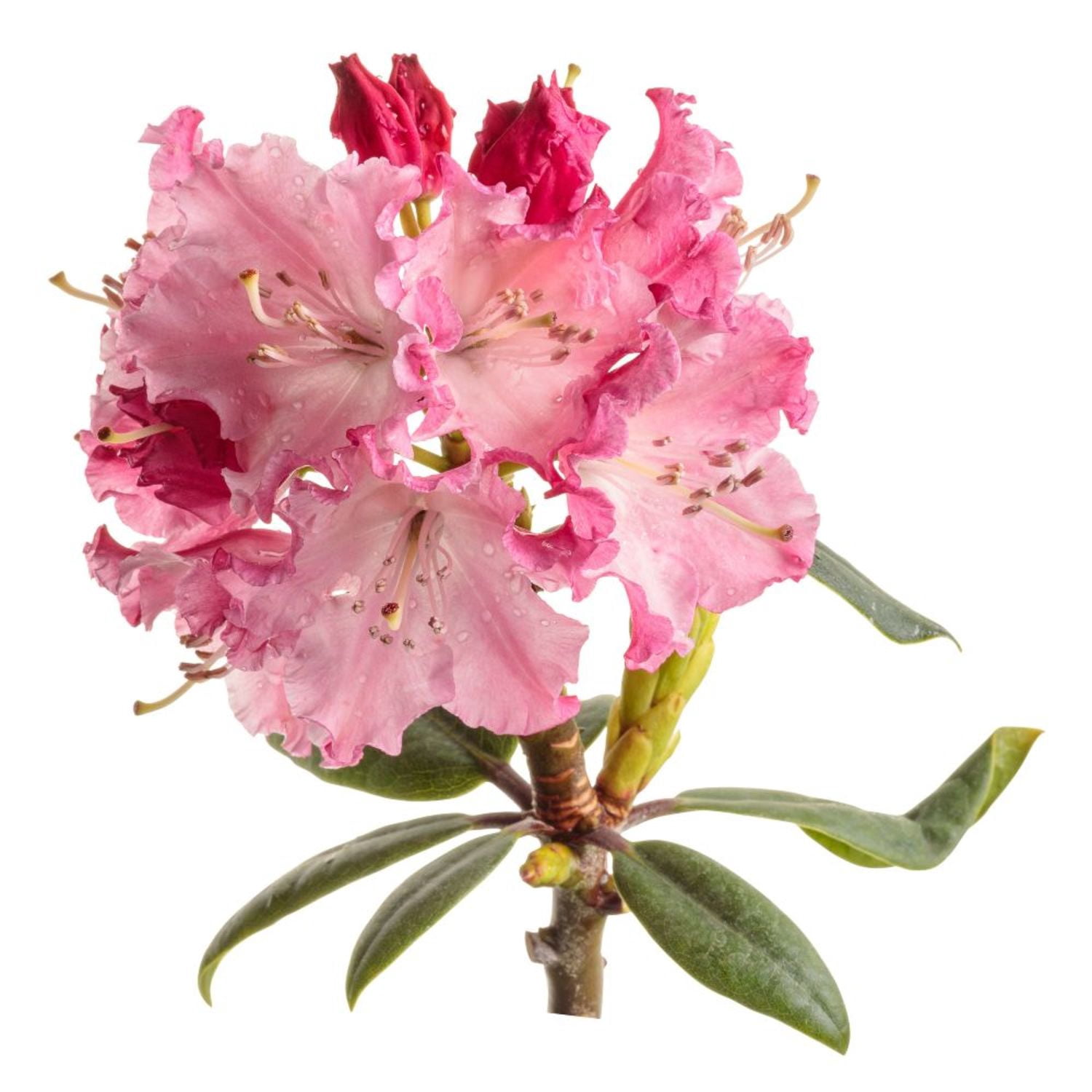 Proven Winners ColorChoice 5" Multicolor Dandy Man Color Wheel Rhododendron Live Plant in 4.5" Pot (4 Count)