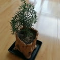 thumbnail image 2 of KUFptva Garden Vintage Wood Look Flower Pots Imitation Planter Enhancing Plant Beauty for Succulents Enhancing Natural Aesthetic, 2 of 7