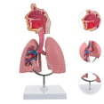thumbnail image 2 of Modèle Médical Respiratoire pour Système Respiratoire, Outil Pédagogique, 2 of 5