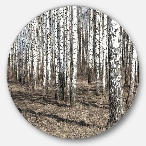 Designart 'Beautiful Dense Birch Forest View' Disc Forest Large Metal Circle Wall Art