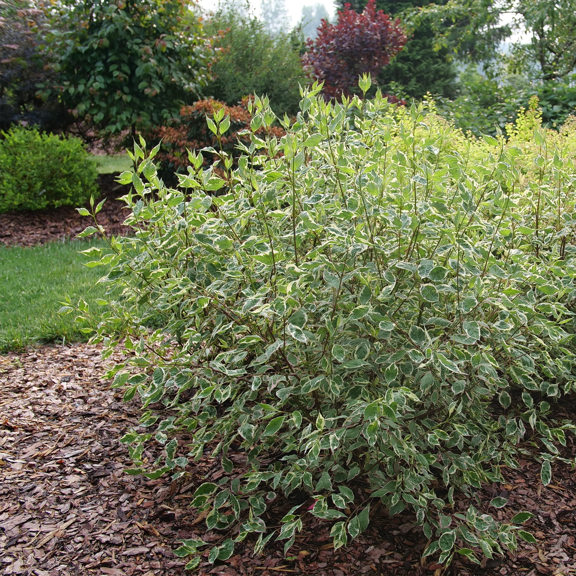 Proven Winners ColorChoice Sgt Pepper Dogwood Live Shrub (2 Gallon)