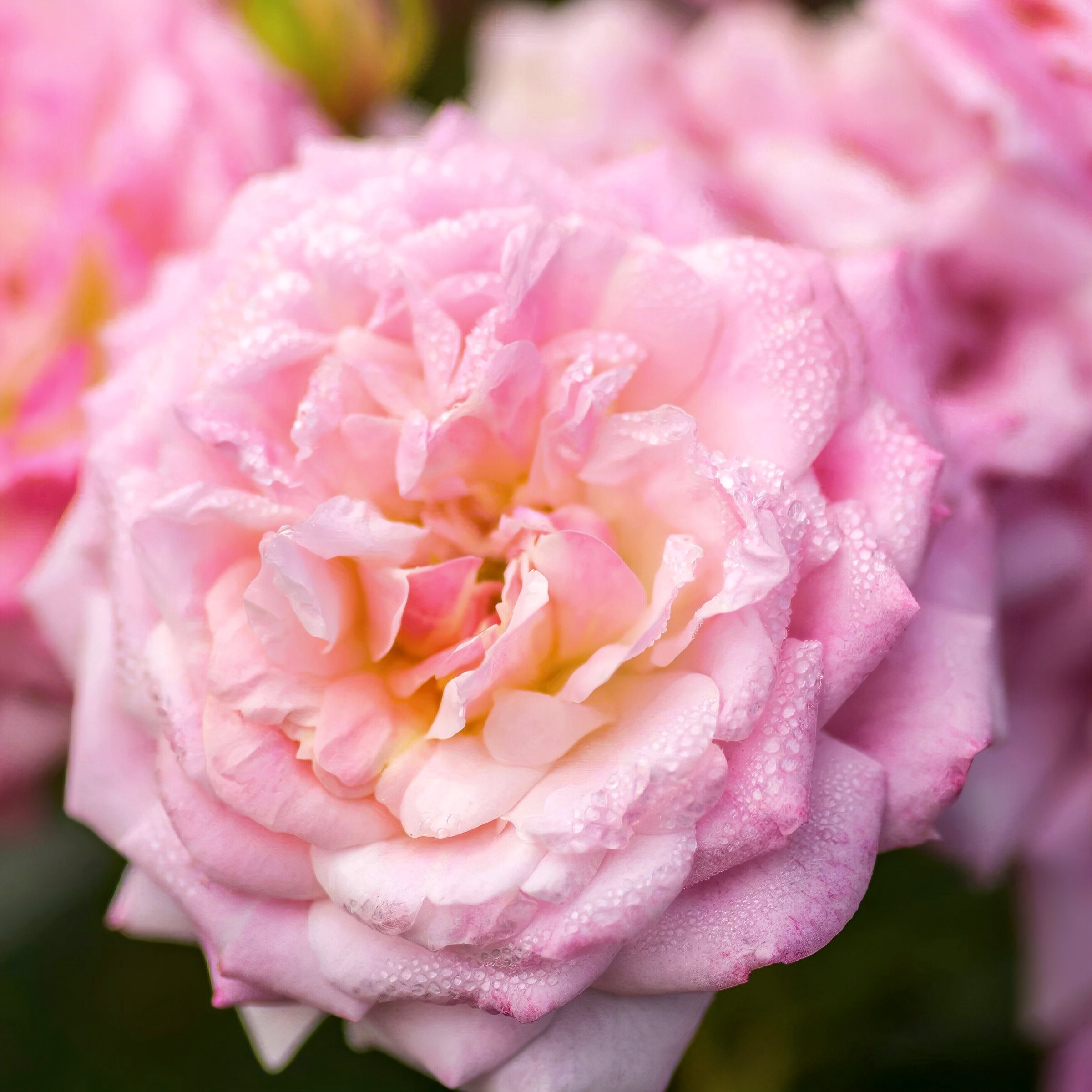 3 gal Drift Rose Sweet with Pink Flowers