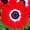 His Excellency, variant on Easy to Grow Anemone Rosea 20 Plant Bulbs, Spring Flowers Outdoor