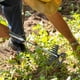 thumbnail image 1 of Herramienta de deshierbe manual de jardín de acero con mango ergonómico | Removedor de malezas multifuncional para jardín, césped, macizos de flores | Tira cardos, dientes de león, hierba de, 1 of 3