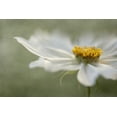 thumbnail image 2 of Disher, Mandy 32x23 White Modern Wood Framed Museum Art Print Titled - Whisper, 2 of 4