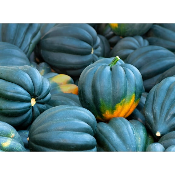 Acorn Squash Seeds for Planting - 50  Seeds - King Table Squash, Delicious and Nutritious - Made in USA, Ships from Iowa