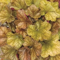 Proven Winners 5" Orange Dolce 'Toffee Tart' Coral Bells Live Plant in 4.5" Pot