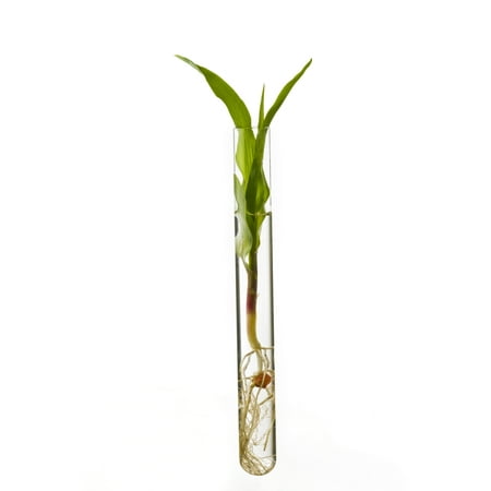 A corn seedling in a test tube on white background Iowa United States of America Stretched Canvas - Scott Sinklier  Design Pics (12 x