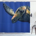 thumbnail image 1 of Ambesonne Turtle Shower Curtain, Sea Animal Swimming, 69"Wx84"L, Blue Yellow, 1 of 3