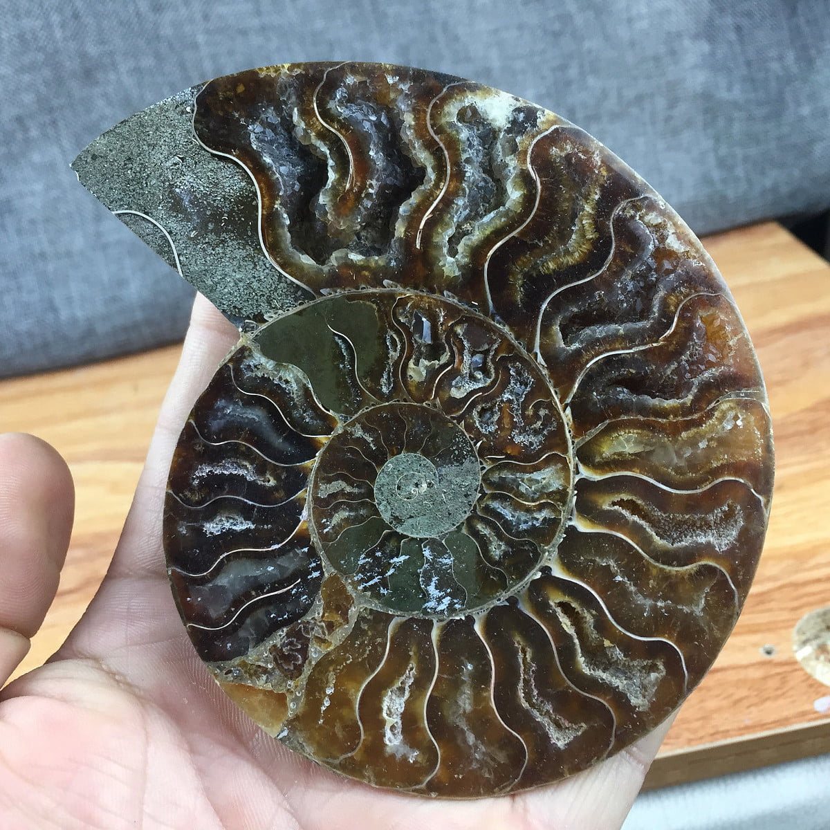 350-500G A Pair Natural Sectcut Ammonite Fossil Conch Crystal Specimen Healing