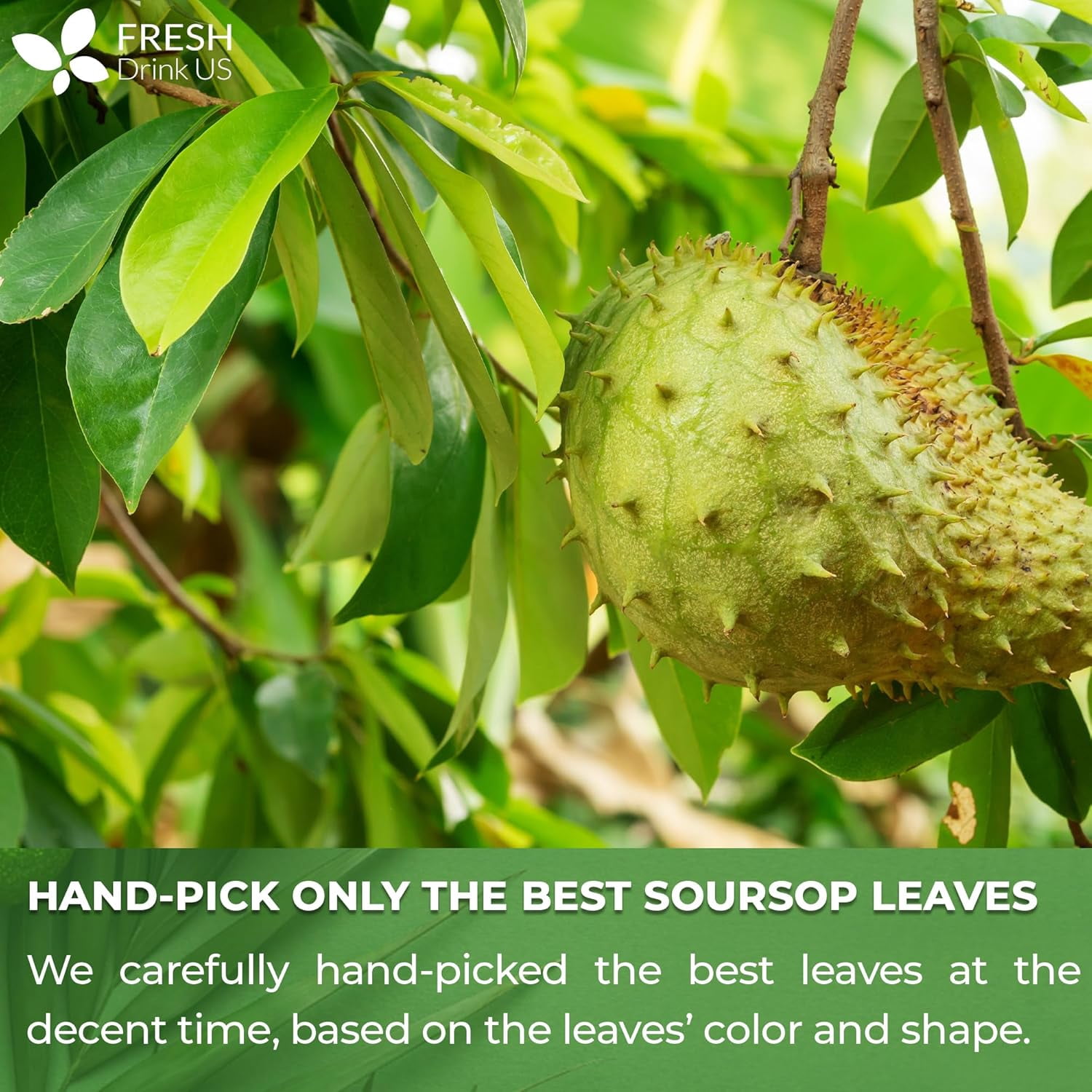 Premium 90 Soursop Graviola Leaf Tea Bags, 100% Natural and Pure from Soursop Leaves, Handmade, Made With Natural Materials-Corn Fiber Tea Bag, Sugar/ Caffeine/ Gluten Free, Hoja Guanabana Tea
