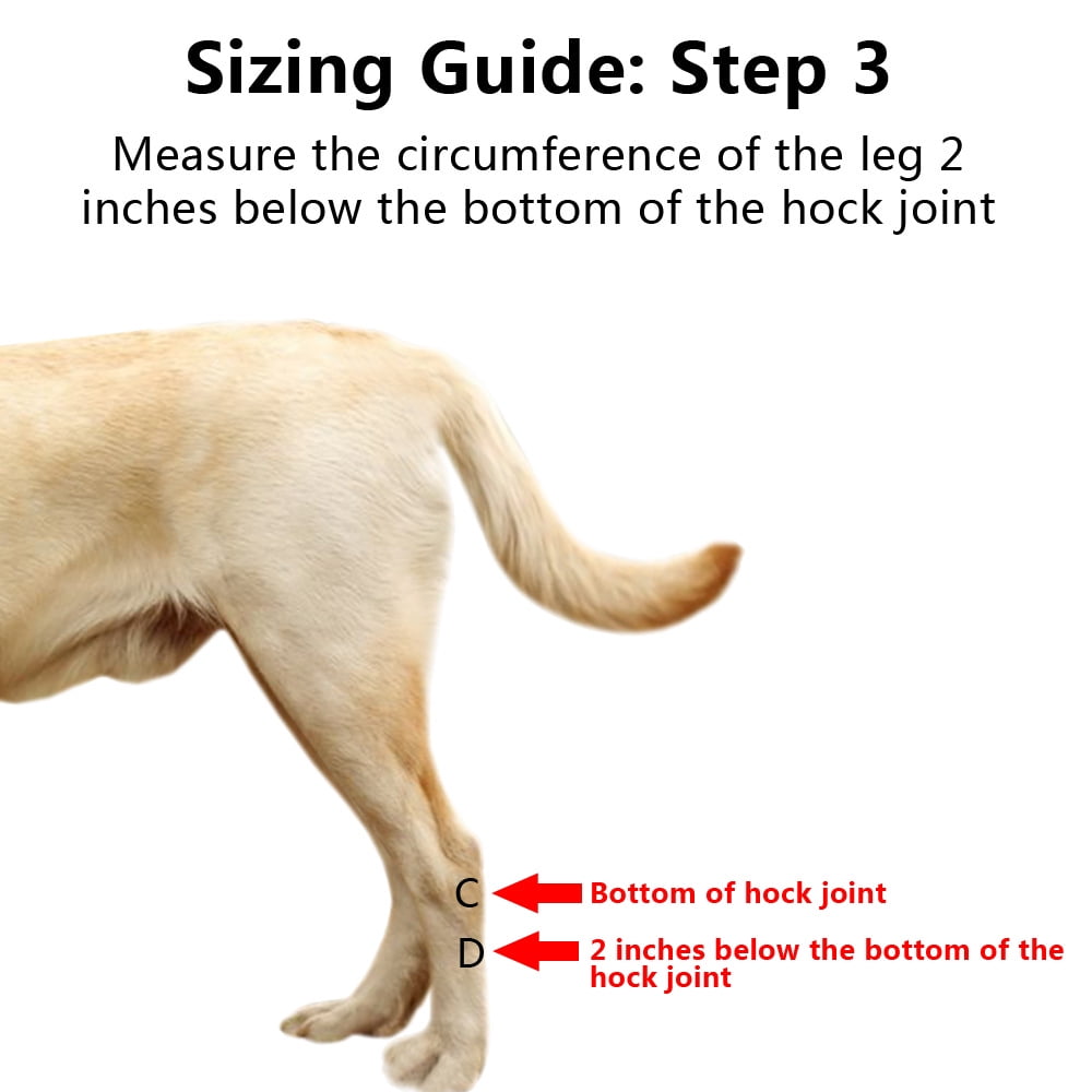 What Part Of A Dog Is The Hock