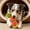 Red, variant on TTJ Cats Toys for Bored Indoor Adult Cats Cats Toy 2026 Toy Wooden Tumbler Interactive Wobble Toy for Kittens Indoor Cats No Catnip -Righting Toys for Playful Felines