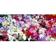 thumbnail image 2 of Fragrant Sweet Peas 100 Seeds Royal Family (Lathyrus odoratus), 2 of 3